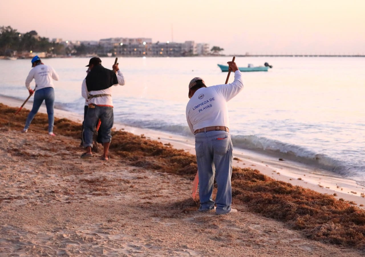 Inician acciones para contener sargazo en playas de Solidaridad: Lili Campos 