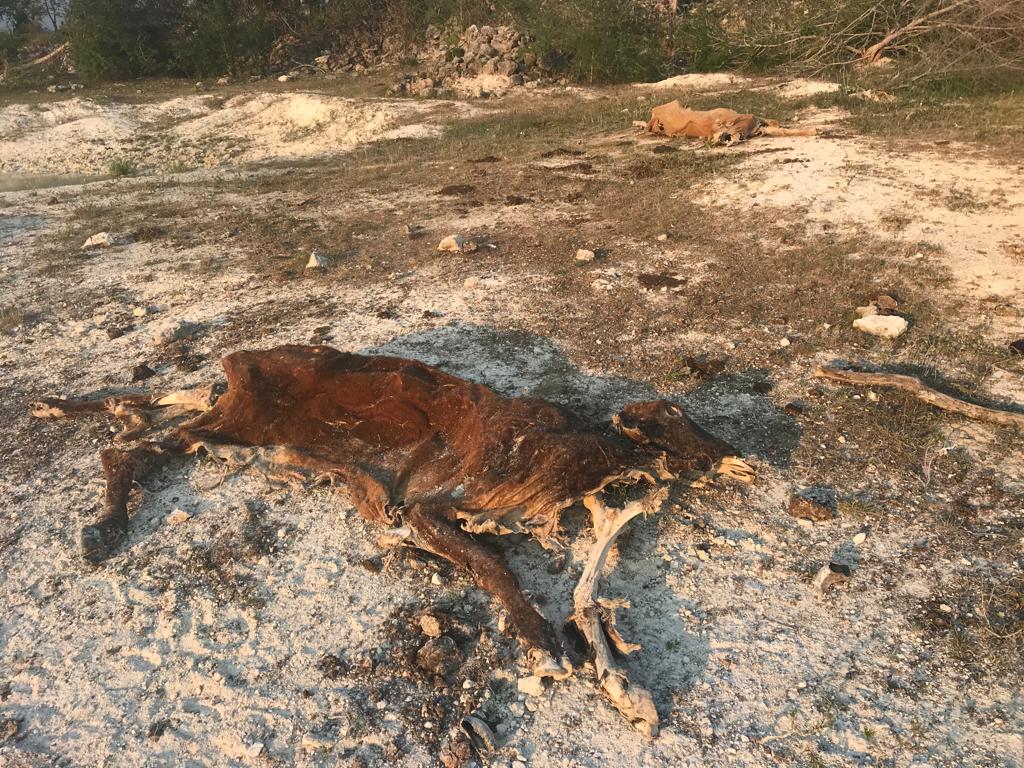 Muere ganado en sur de Quintana Roo por intensa sequía 