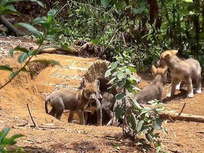 Los siete ejemplares de la camada más numerosa de Lobo Mexicano (Canis lupus baileyi), nacida hasta ahora en el Estado de México