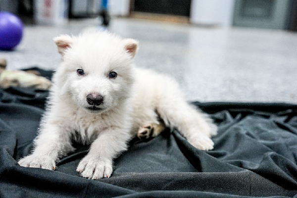 Lobo huargo